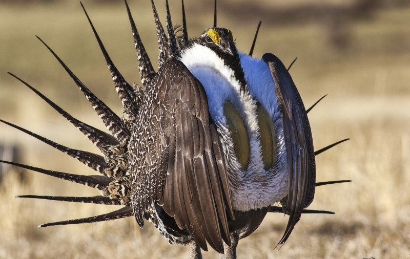 Interior Department Proposes Looser Protections for a Bird, to Boost Drilling, Mining