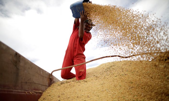 China Makes First Major Buy of US Soybeans Since Trade War Truce