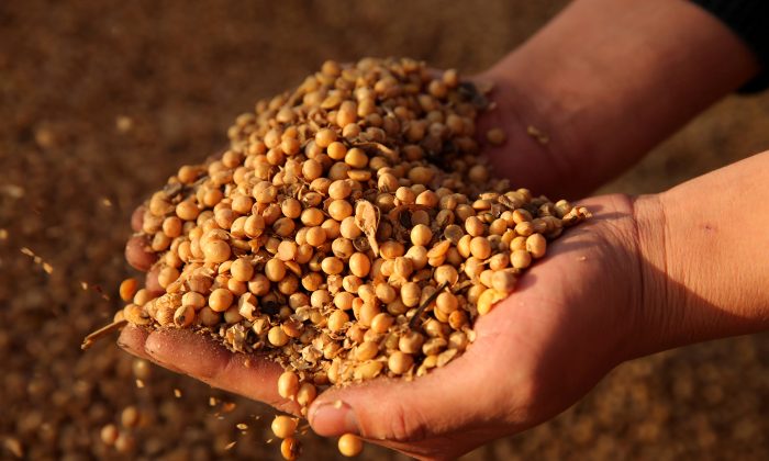 Trump Says China ‘Back in the Market’ for US Soybeans