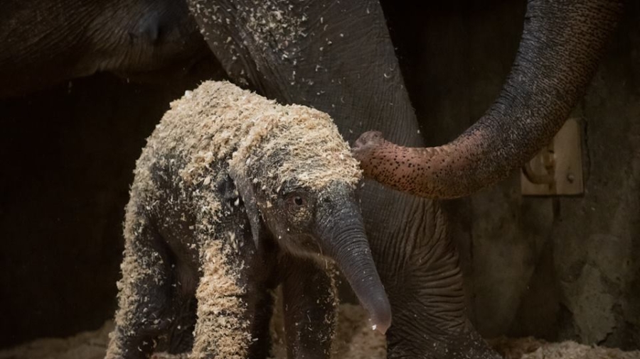 Baby Elephant Born at Columbus Zoo in Ohio