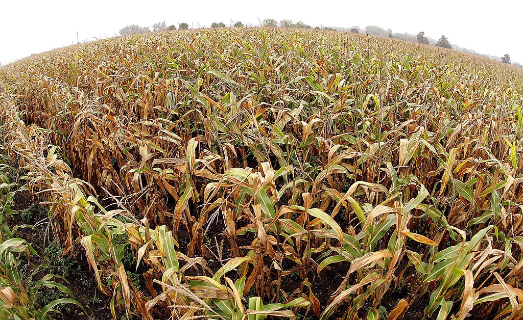 Corn stalks are seen on a farm in Lincolnshire, Illinois on Sept. 12, 2006. (Tim Boyle/Getty Images)