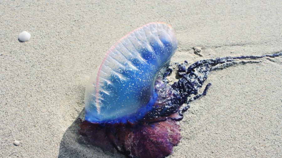 Mysterious Sea Creatures Washed Ashore in 2018