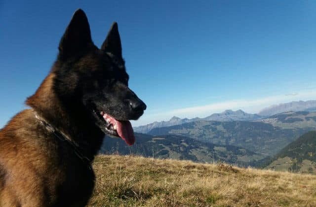 Dog Rescues Boy, 12, Buried by Avalanche for an Hour