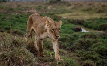Police in Kenya Suspect Man Was Attacked by Lion While Riding Motorcycle