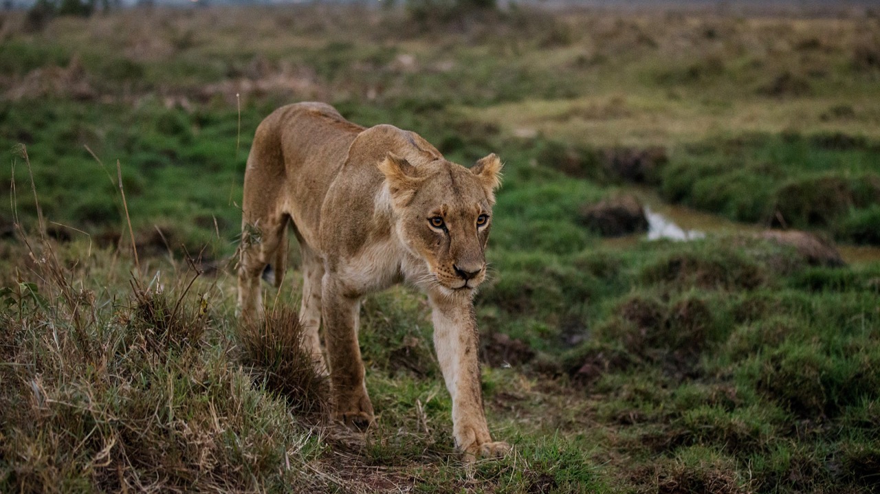 A lion looks on at Nairobi National Park in Nairobi, Kenya, on July 11, 2017. (Joosep Martinson/Getty Images for IAAF)