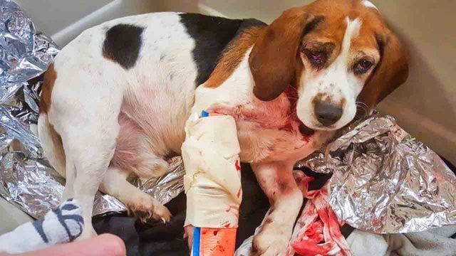 Truck Driver Saves Two Dogs Thrown out of a Moving Car in New York