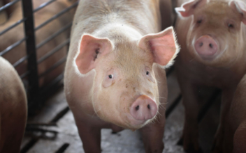 Tennessee Police Officers Take Escapee Pig Home After She Disrupts Traffic