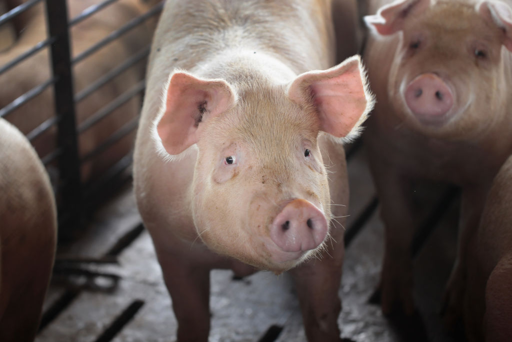 Hogs are raised on the farm of Ted Fox on near Osage, Iowa. July 25, 2018. (Photo by Scott Olson/Getty Images)