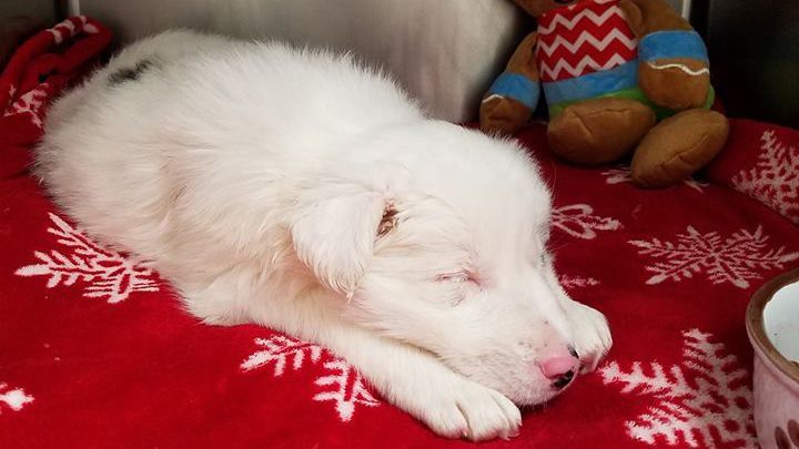 Puppy Found in Bag Filled With Rocks in Frozen Creek
