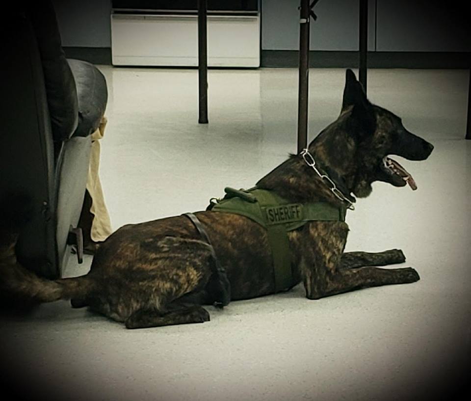 Rocco, a K9 with the Dade County Sheriff's Office in Georgia, in a file photo. (Dade County Sheriff's Office)