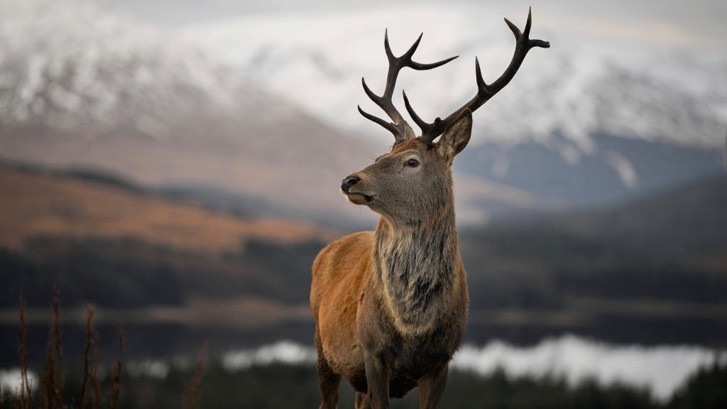A red dear stag waits to be fed by tourists visiting a car park near Glen Coe in Glen Coe, Scotland on Dec. 1, 2017. (Jeff J Mitchell/Getty Images)