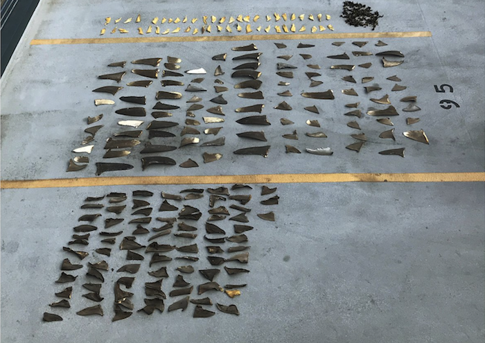 Japanese Boat Owners Charged With Helping Smuggle Shark Fins