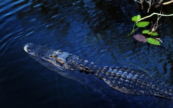 15-foot Alligator Captured After Chasing Swimmers in Florida River