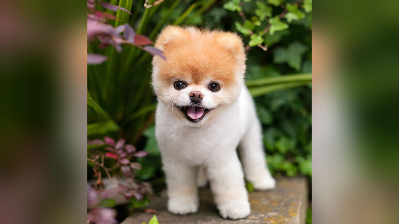 ‘World’s Cutest Dog’ Boo Dies Aged 12 From a Broken Heart
