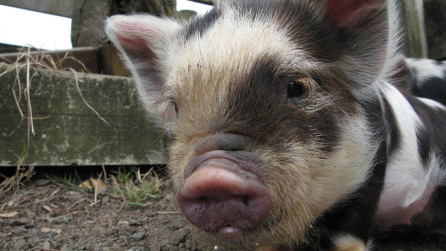 Miniature pig couldn’t sleep until he started sneaking out to meet his unlikely best friend