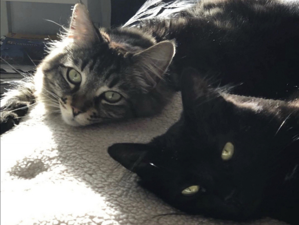 Cats (David Callisch/AP)