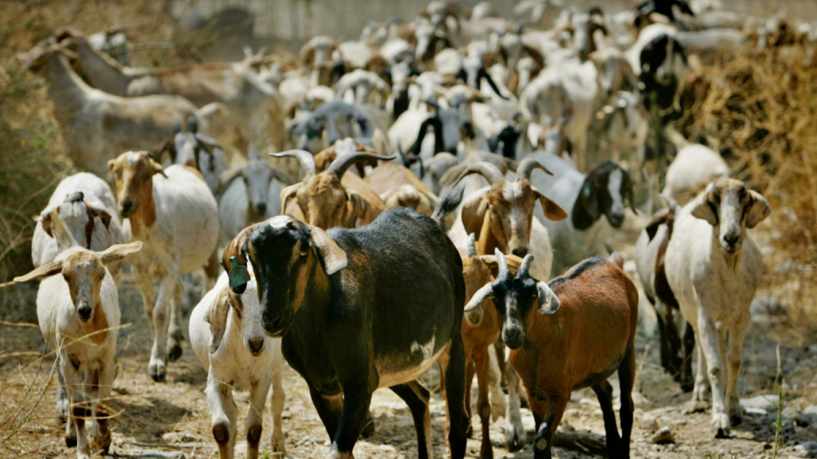 California Town Launches ‘Goat Fund Me’ to Prevent Wildfires