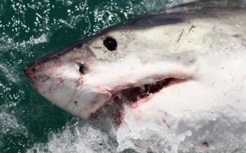 Largest Great White Shark Tagged in the Atlantic Ocean by Captain Chip
