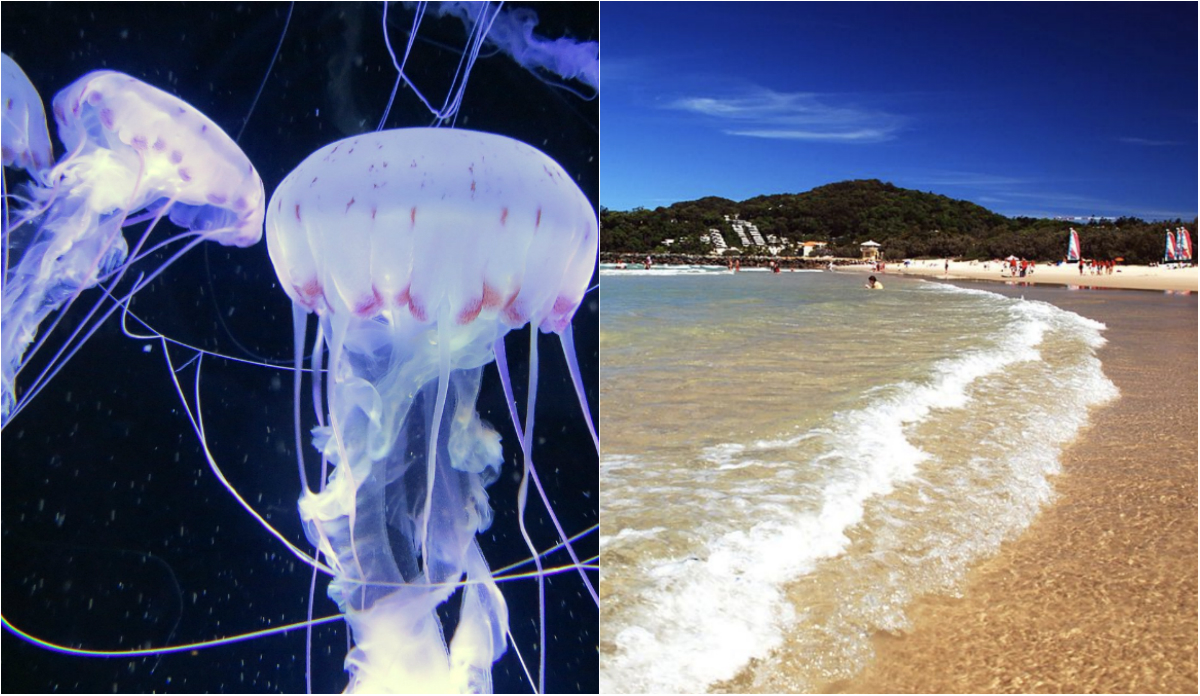 Man Describes Jellyfish Sting To be Like ‘Fire’