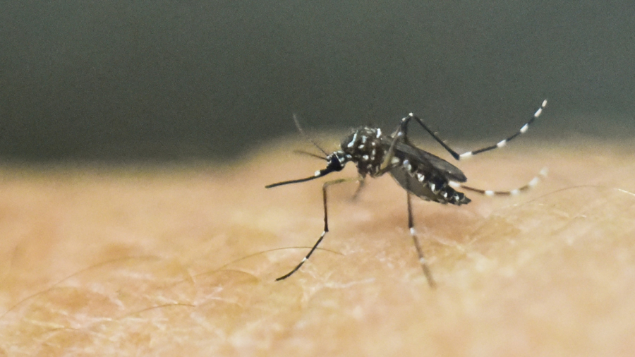 A Deadly Mosquito-Borne Virus That Causes Brain Swelling in Humans Has Been Detected in Florida
