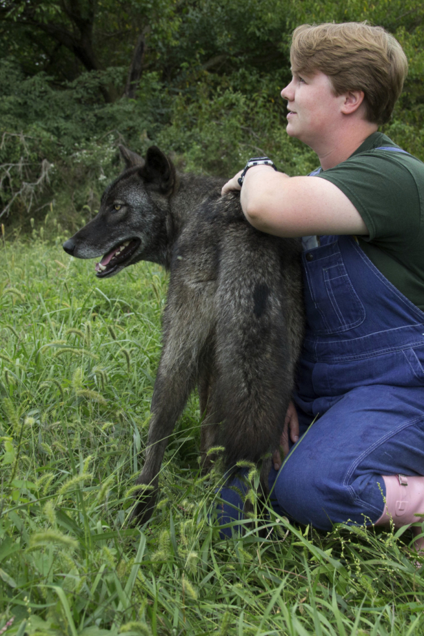 In this photo taken sometime between September and November 2018 and provided by Wolf Park, intern Alexandra Black trains with Khewa the wolf at Wolf Park in Battle Ground, Ind. (Monty Sloan/Wolf Park via AP)