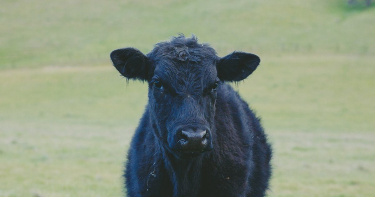 Rodeo Cow Escapes And Evades Capture On Alaskan Trails | NTD