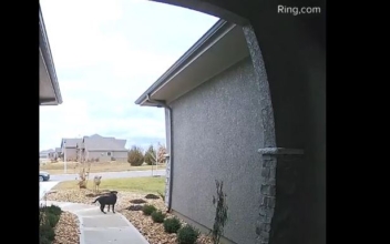 Doorbell Video Shows Deer Leaping Over Family’s Dog
