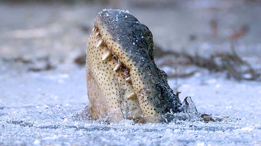 Alligators Allow Snouts to Get Frozen Poking out of Ice in N Caroline Park