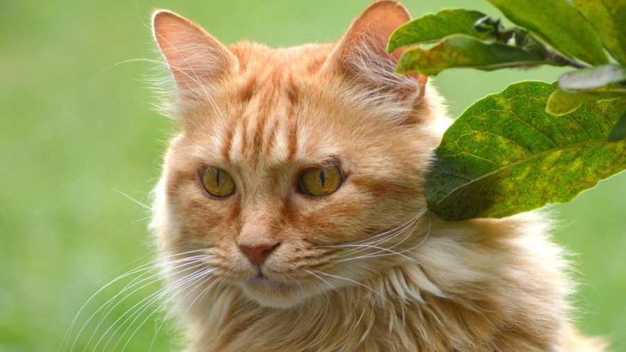 This Cat From England Just Might Be the Oldest Cat in the World