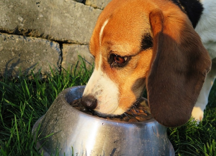 9 Brands of Dog Food Recalled Due to Potentially Toxic Levels of Vitamin D