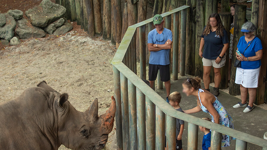 Officials Emphasize That Rhino Who Touched Toddler in Enclosure Won’t be Punished