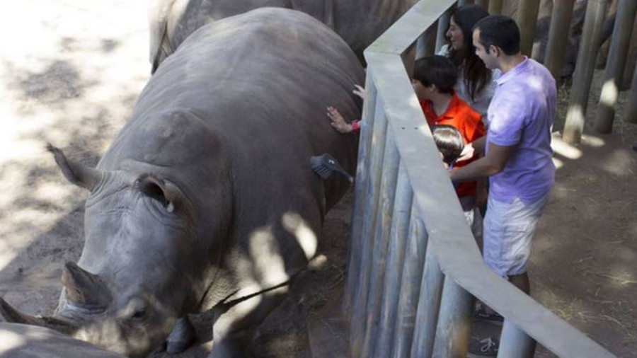 Girl Injured After Falling Into Rhino Exhibit at Florida’s Brevard Zoo