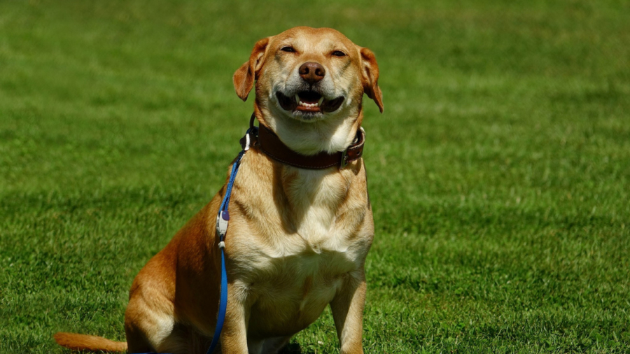 Smiling Dog Finally Finds Forever Home After 525 Days in Shelter