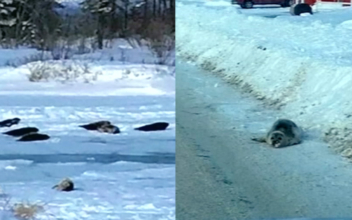 Stranded Seals Block Roads in Canada