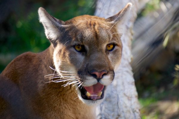 Mountain lion. (Brainfreezer [https://creativecommons.org/licenses/by/2.0/] via Flickr)