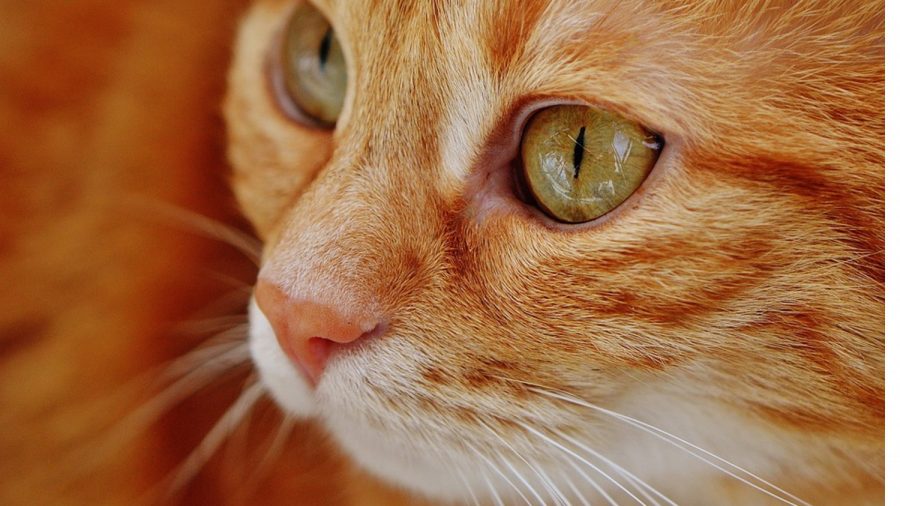 Australia Plans to Kill 2 Million ‘Killer’ Cats
