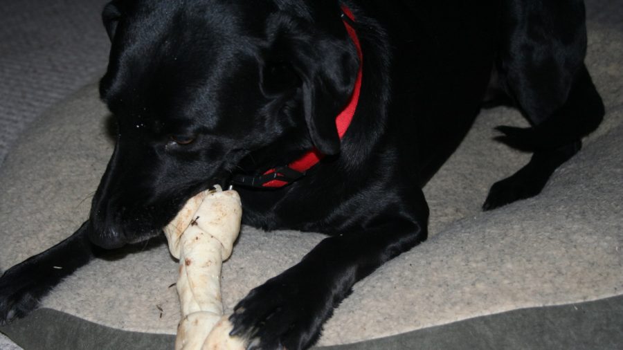 Alabama Animal Shelter Says It Mistakenly Killed Woman’s Dog