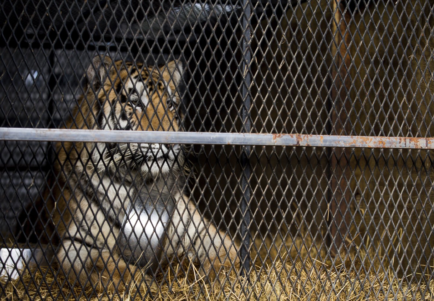 Overweight Tiger Abandoned in Tiny Cage in Houston Garage Now ‘Happy and Content’