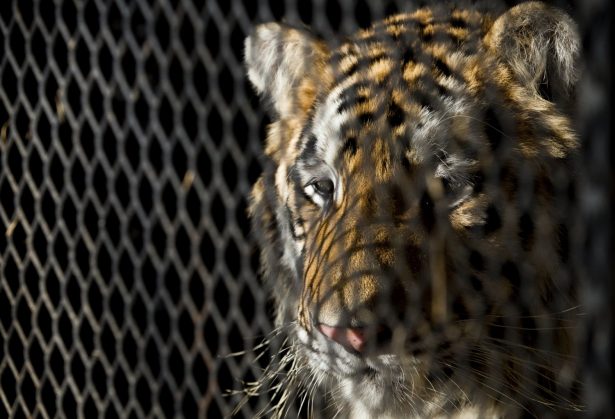 A tiger found in a Southeast Houston residence awaits transport to a rescue facility at the BARC Animal Shelter and Adoptions building in Houston, Texas, on Feb. 12, 2019. (Godofredo A. Vasquez/Houston Chronicle via AP)