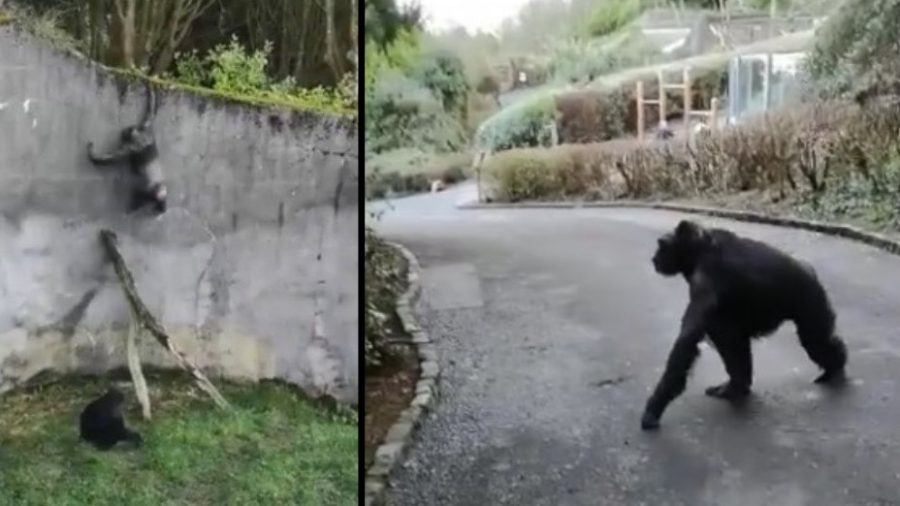 Belfast Zoo Visitors ‘Petrified’ As Escaped Chimpanzees Roam Free