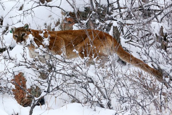 A mountain lion makes its way through fresh snow in the foothills outside of Golden, Colorado April 3, 2014. (Reuters/Rick Wilking/File Photo)