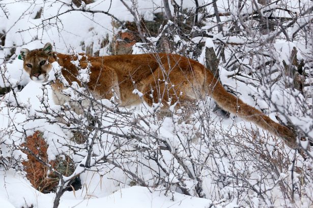 A mountain lion makes its way through fresh snow in the foothills outside of Golden, Colorado April 3, 2014. (Reuters/Rick Wilking/File Photo)