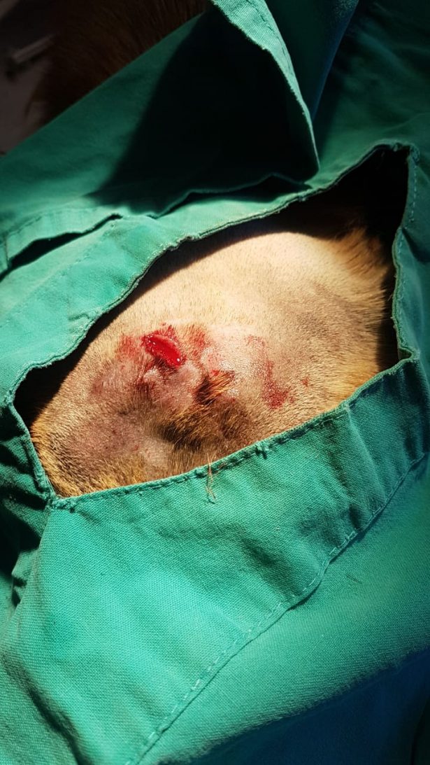 The wound after surgery to remove the knife from Duke's head on Feb. 5, 2019. (Animal Welfare Society of South Africa)