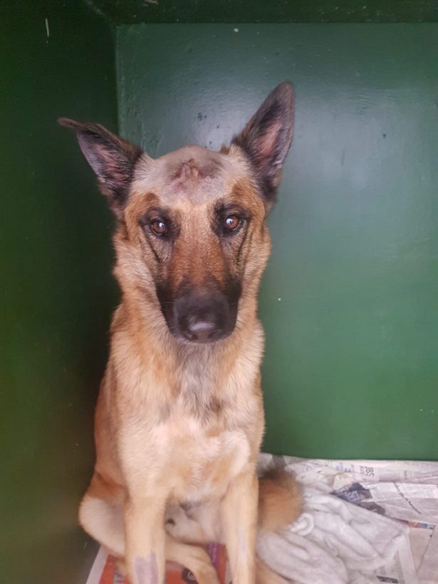 Duke recovering after surgery to remove the knife from his head on Feb. 5, 2019. (Animal Welfare Society of South Africa)