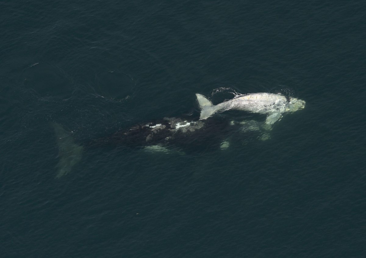 A Franca Austral whale and her white calf swim in the New Golf near Puerto Piramides at Peninsula Valdes, Patagonian province of Chubut, Argentina on Sept. 30, 2015. (Juan Mabromata/AFP/Getty Images)