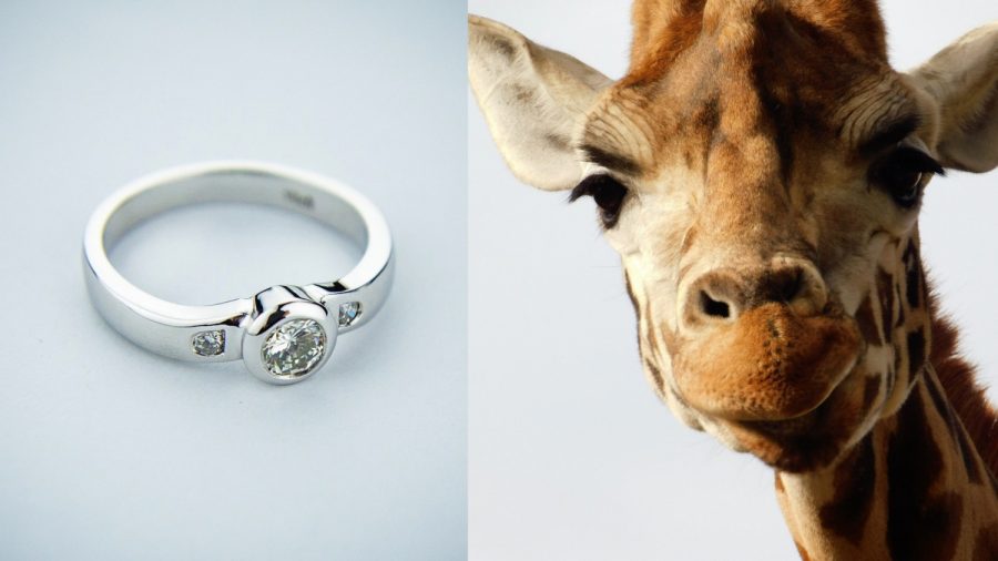 Man Proposes to His Girlfriend With the Help of a Giraffe