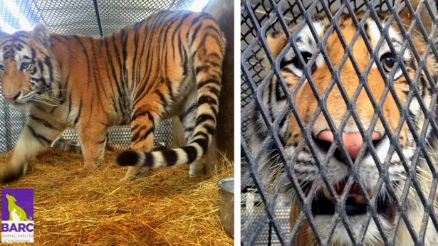A tiger found in a Southeast Houston residence awaits transport to a rescue facility at the BARC Animal Shelter and Adoptions building in Houston, Texas, on Feb. 12, 2019. (Screenshot/Reuters)