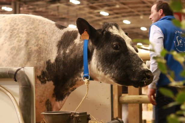 Imminence at the Paris Farm Show. (David Vives/The Epoch Times)