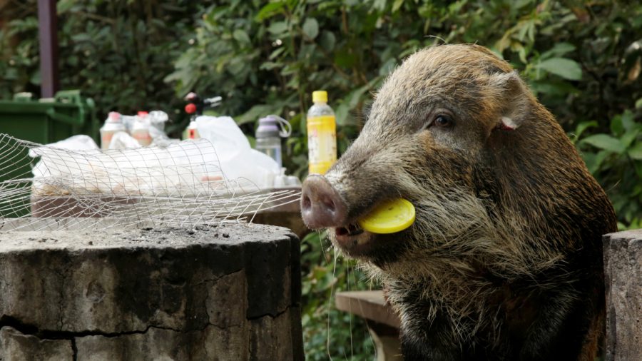 Hong Kong Debates Wild Boar Problem as Chinese New Year of the Pig Dawns