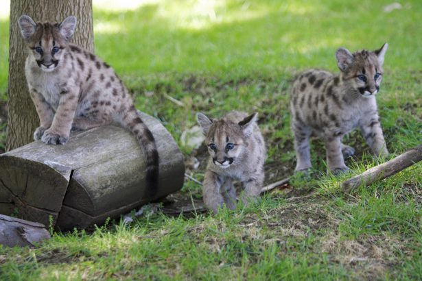 Three orphaned 11 month old cougar cubs play at an animal park in California on April 26, 2007. Cougar (David Paul Morris/Getty Images)